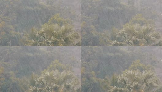 非常强的热带阵雨墙。棕榈树和雨水中的树木高清在线视频素材下载