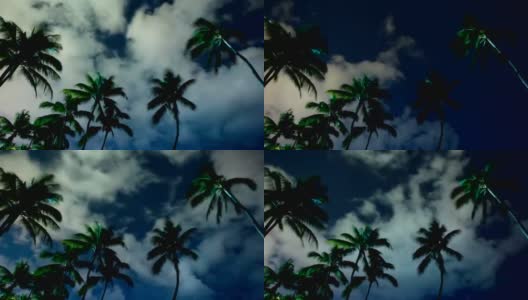 热带棕榈树的夜晚高清在线视频素材下载