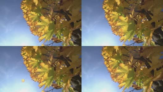 慢镜头:秋天的枫树，特写高清在线视频素材下载