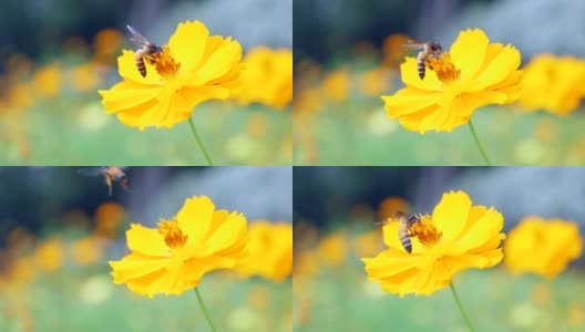 慢镜头:蜜蜂在黄花上采集花粉高清在线视频素材下载