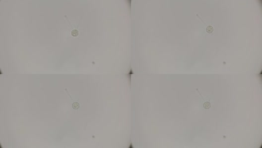 微孢子虫在显微镜下观察高清在线视频素材下载