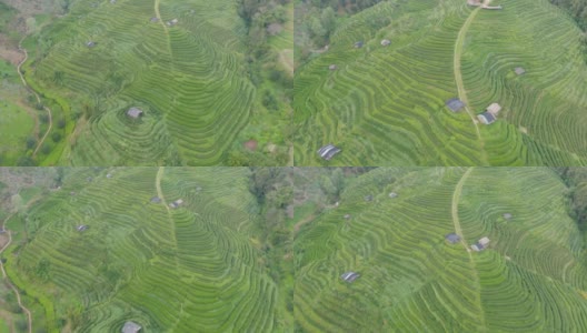 鸟瞰图的绿色新鲜茶或草莓农场，农业植物领域在亚洲。农村地区。农场的模式结构。自然景观背景。泰国清迈。高清在线视频素材下载