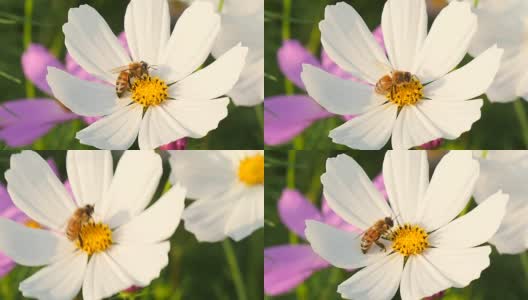 蜜蜂采集花粉的慢镜头高清在线视频素材下载