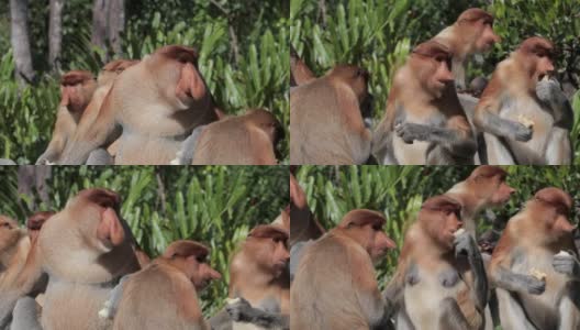 长鼻猴吃水果高清在线视频素材下载