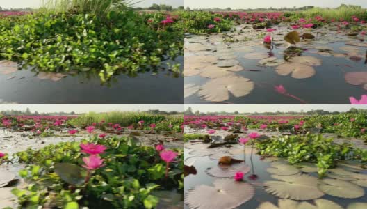 荷花睡莲湖高清在线视频素材下载