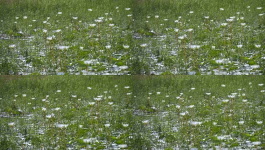 美丽的白花睡莲在湖里和许多蜻蜓飞高清在线视频素材下载