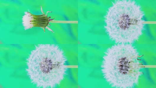一个蒲公英花开花生长在绿色背景上的4k垂直时间间隔。蒲公英盛开的花朵。垂直时间推移比例在9:16手机和社交媒体就绪。高清在线视频素材下载