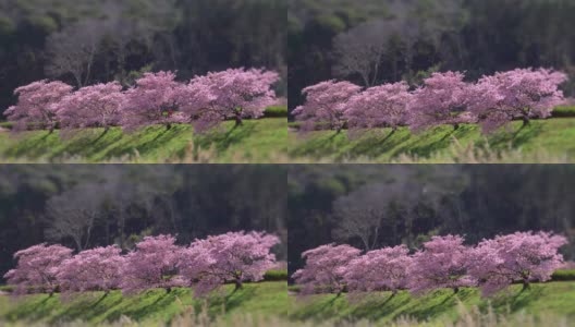 下嘉摩河边盛开的川崎樱花树和油菜花高清在线视频素材下载