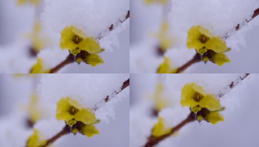 黄色的花上一丛覆盖着一层雪的春天特写。高清在线视频素材下载