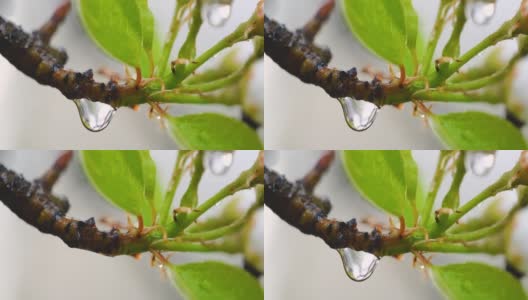 梨花在大自然中绽放着雨滴高清在线视频素材下载
