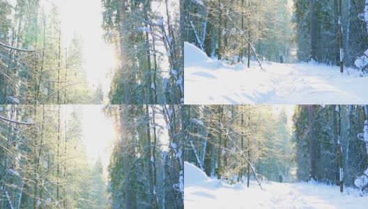 美丽的冬天森林在雪。雪花慢慢飘落，阳光灿烂。光滑的垂直平移。高清在线视频素材下载