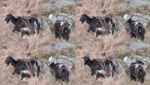 春天的早晨，两只野生的加洛韦山羊高清在线视频素材下载