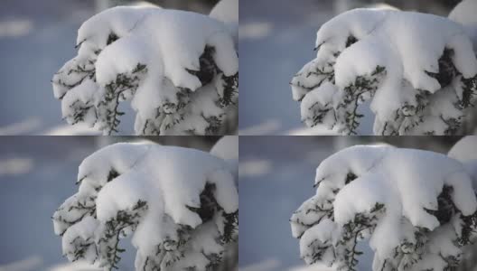 雪和冰下的杜松树枝和球果，在阴天下雪天。雪后霜冻的冬天。大自然永无止境的美丽。雪下的杜松子高清在线视频素材下载