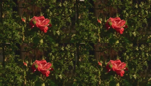 红橙花瓣的超级明星玫瑰与绿色的芽在花园里高清在线视频素材下载