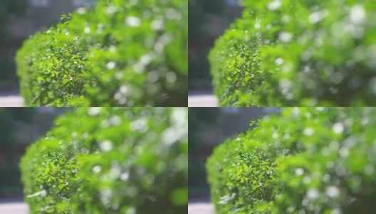 绿色的灌木叶子在4K慢镜头60帧高清在线视频素材下载
