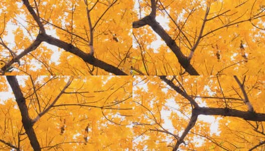 秋天是大自然的颜色。公园里的黄叶。秋季的环境。秋天寒冷的天气里，树变成了橙色。美丽的户外场景。所有的黄色在十月清新的颜色。和平日录像高清在线视频素材下载