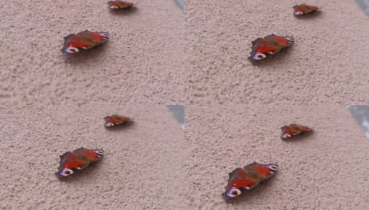 孔雀蝴蝶在大楼上高清在线视频素材下载