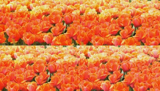 明亮的大橘红色郁金香的美丽组合高清在线视频素材下载