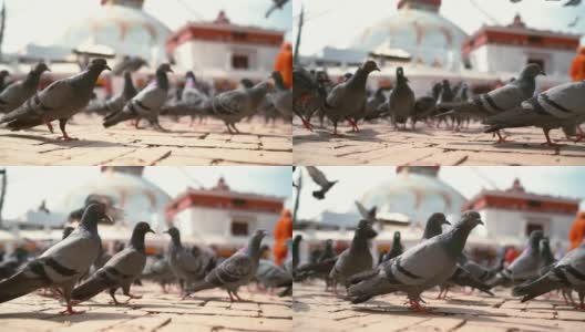 在尼泊尔加德满都，大型鸽子群在人行道上行走和飞翔的慢镜头，以博德纳塔为背景。高清在线视频素材下载