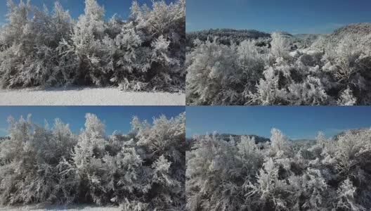 冬天的景色松树覆盖着雪高清在线视频素材下载