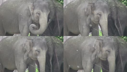 一对大象在树荫下休息(高清)高清在线视频素材下载
