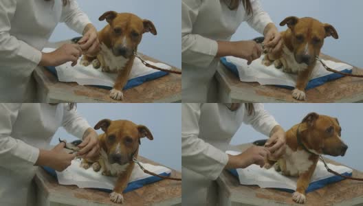 在宠物诊所修剪狗指甲高清在线视频素材下载