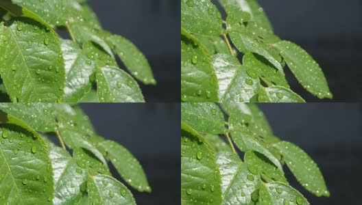 雨后在阳光明媚的日子里，雨滴落在郁郁葱葱的绿色玫瑰叶子上高清在线视频素材下载