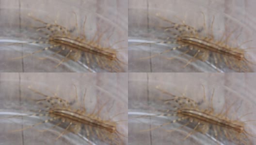 节肢动物是一种普通的flycatcher(拉丁语Scutigera coleoptrata) -蜈蚣的目的Scutigeromorpha。破坏家中所有害虫高清在线视频素材下载