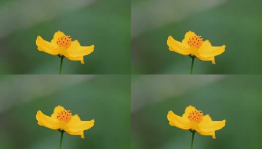 Yellow cosmos flower高清在线视频素材下载