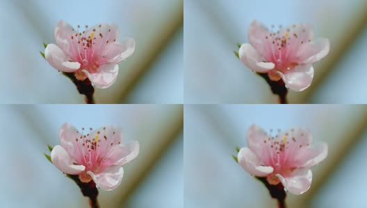 水滴落在桃花上高清在线视频素材下载