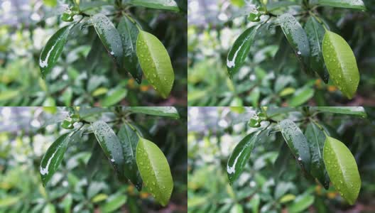 慢镜头:雨后树叶上的雨滴，大自然的清新高清在线视频素材下载