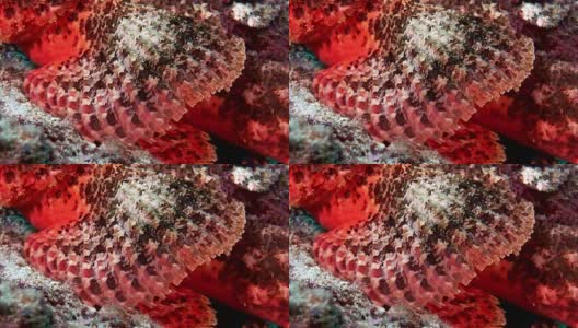 狮子鱼，蝎子鱼，有毒的鲜红色海底在马尔代夫。高清在线视频素材下载