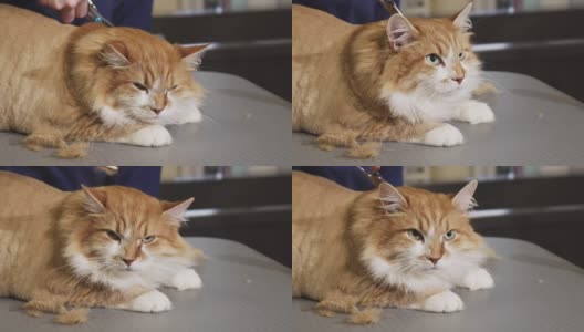 美丽的瞌睡猫正在修剪由专业兽医高清在线视频素材下载
