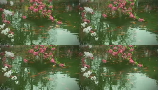 中国公园有花木和鱼塘。高清在线视频素材下载