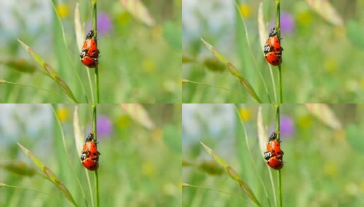阳光灿烂的日子里，草地上的甲虫高清在线视频素材下载
