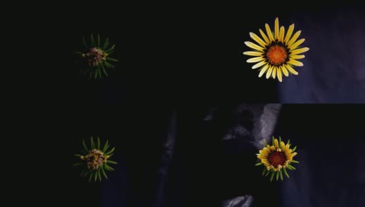 yellow flower blossom on dark background高清在线视频素材下载