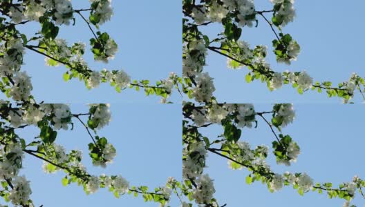 微风吹拂着盛开的白色苹果树枝。明媚的春日和湛蓝的天空高清在线视频素材下载