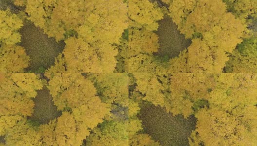 秋天黄色的枫树。空中垂直俯视图。无人机正在向上飞行并旋转。高清在线视频素材下载