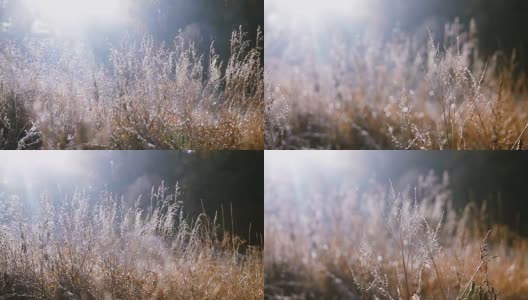 太阳耀斑穿过草地，在寒冷的早晨黑麦。高清在线视频素材下载