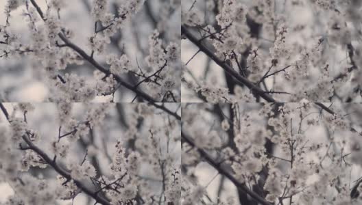 盛开的树。春天公园的树上开着白花。春天的花园高清在线视频素材下载