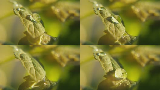 在春天阳光明媚的日子里，露珠突然出现在花园里的一片绿叶上高清在线视频素材下载