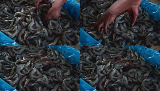 鲜海虾在传统海鲜市场出售高清在线视频素材下载