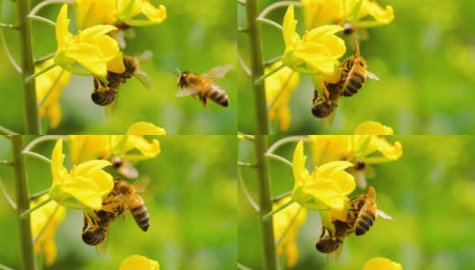 蜜蜂在花上的慢镜头高清在线视频素材下载