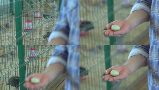 手握鸡蛋的农民在家禽鸡场的男人在火鸡场农场，母鸡在村庄农场的鸡蛋在男人的手在谷仓场。农业家禽生产农业食品农村市场有机生态鸡舍高清在线视频素材下载