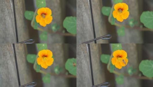 橙色花与蜜蜂采集花粉高清在线视频素材下载