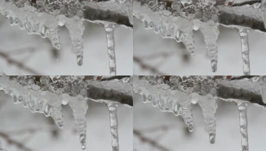 融化滴冰柱从树枝在早春微距近看。透明美丽的冰柱在那里融化，通过下落的水滴可以看到高清在线视频素材下载