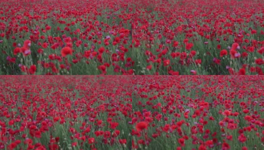 田野里美丽的红色野花。春天天气多云高清在线视频素材下载