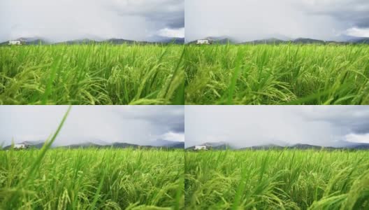 暴风雨席卷了泰国北部农村的稻田。高清在线视频素材下载