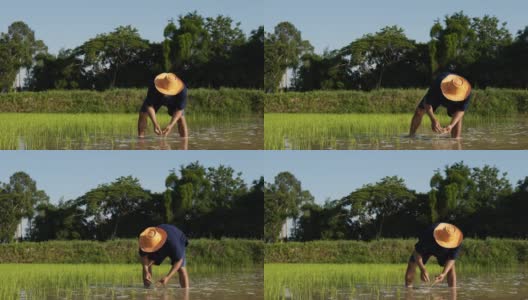 一位亚洲农民正在水田里种水稻高清在线视频素材下载