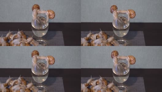许多美丽的活蜗牛在厨房桌子上的一杯酒和一个盘子上慢慢地爬行，扭动着它们的触角。美丽的生活。的概念。特写镜头。没有人拍摄。前视图。4 k。高清在线视频素材下载